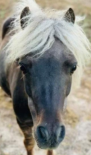 Mocha the therapy horse.PNG
